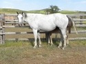 (Lance) FQHR BlueStar